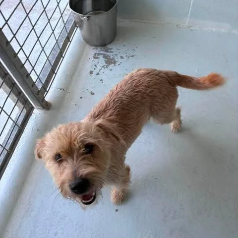 An adult small-sized male Yellow / Tan / Blond / Fawn Terrier dog named Horn for adoption in Bastrop, TX