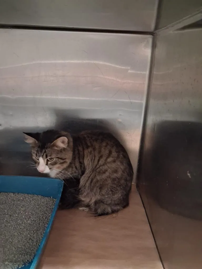 A young large-sized male Domestic Short Hair cat named Kinga for adoption in Cartersville , GA