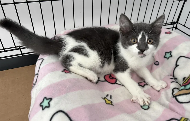 A baby small-sized male Gray & White Domestic Short Hair cat named Kami for adoption in Seaford, NY