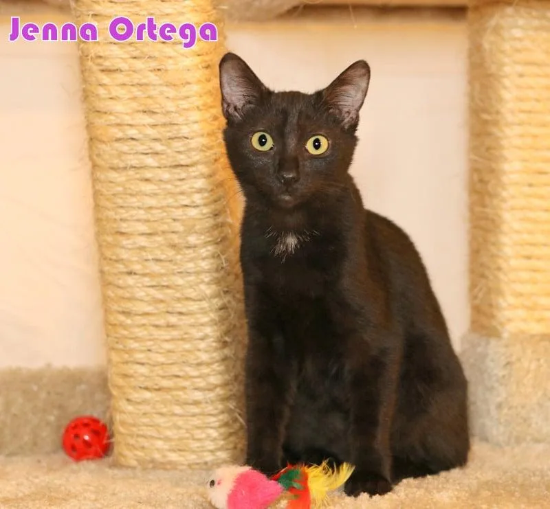 Jenna Ortega thumbnail 2