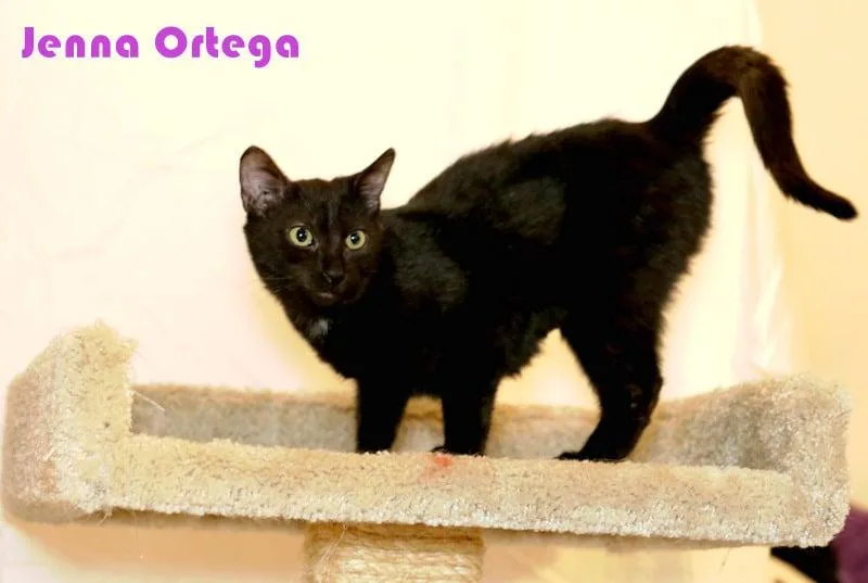 Jenna Ortega thumbnail 4