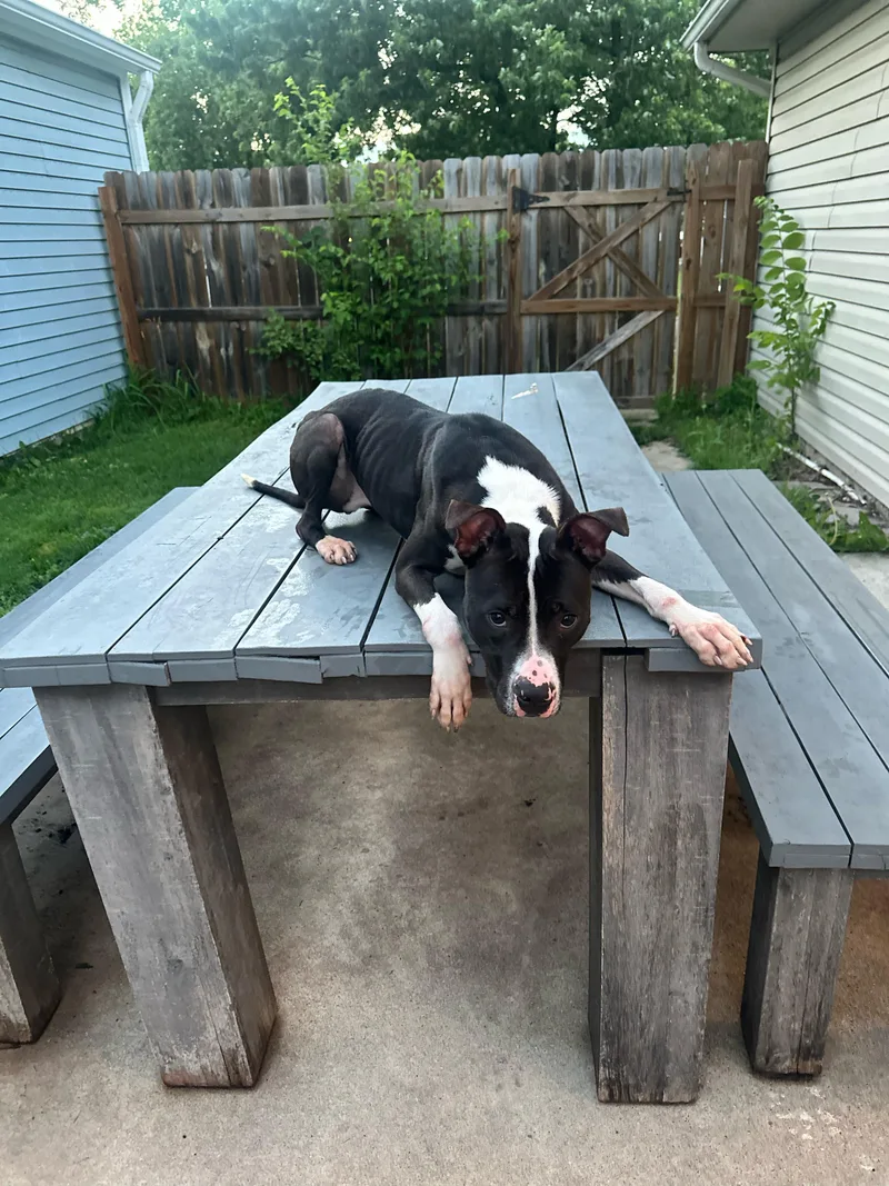 A young medium-sized male Black Pit Bull Terrier dog named Bob for adoption in Oswego, IL