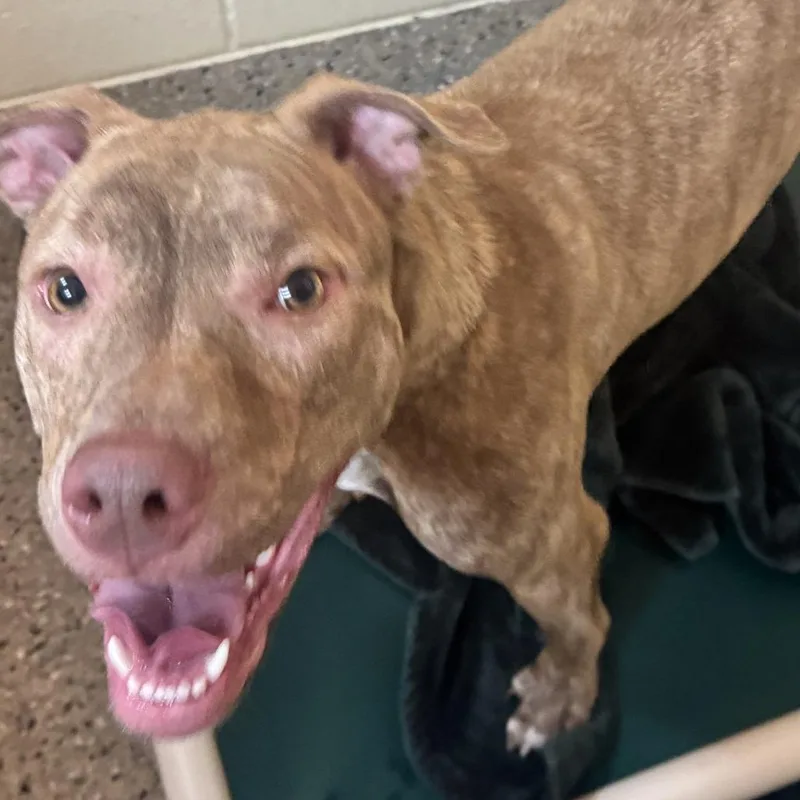 A young medium-sized female Yellow / Tan / Blond / Fawn Mixed Breed dog named Bambi for adoption in Pensacola, FL