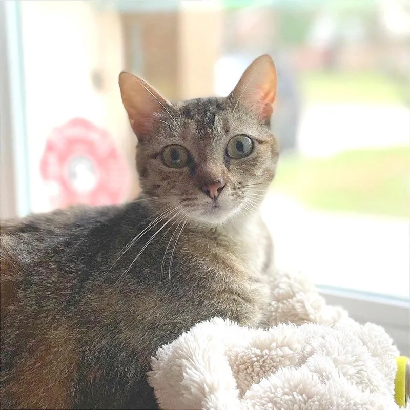 A young medium-sized female Torbie American Shorthair cat named Autumn for adoption in Houston, TX