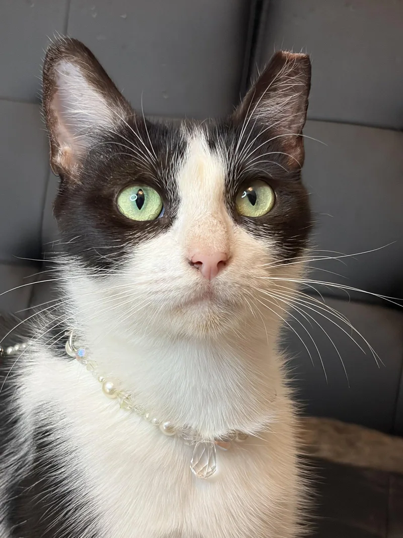 A young small-sized female Black & White / Tuxedo Domestic Short Hair cat named Maddie for adoption in Houston, TX