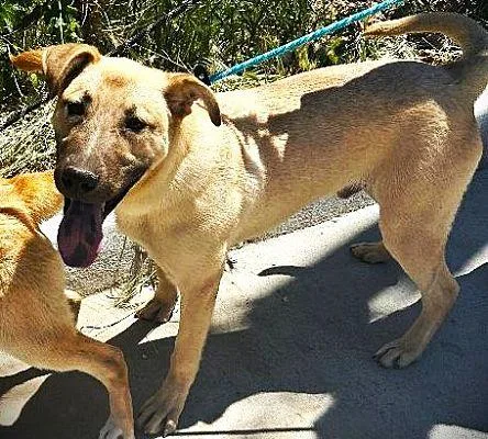 A young medium-sized male German Shepherd Dog dog named The Golden Boys  for adoption in Fallbrook, CA
