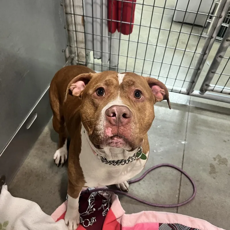 An adult large-sized male Red / Chestnut / Orange Mixed Breed dog named Mr. Rex for adoption in Bismarck, ND