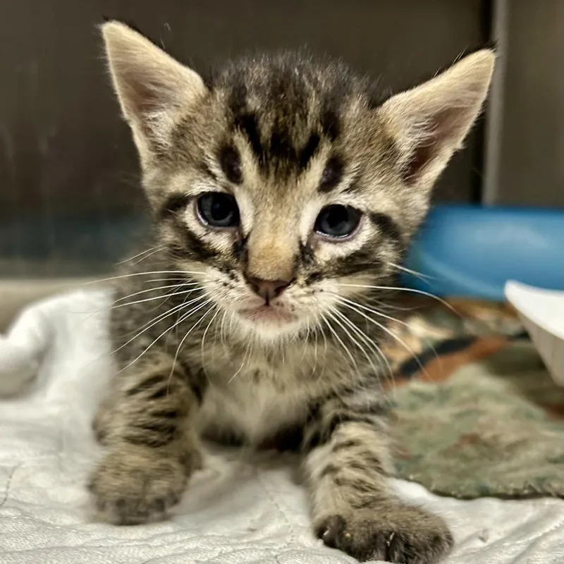 A baby medium-sized male Tabby (Gray / Blue / Silver) Domestic Short Hair cat named Garlic for adoption in Columbia, MO