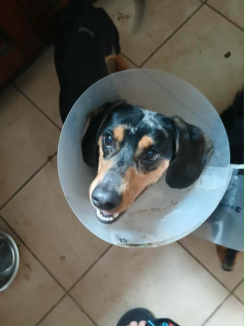 An adult small-sized male Merle (Blue) Dachshund dog named Leo for adoption in Vernon, CT