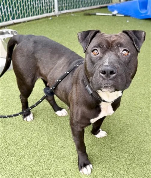 An adult large-sized female Terrier dog named Kira for adoption in Olivette, MO