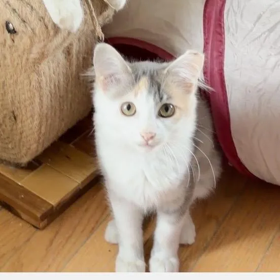 A baby small-sized female Calico Domestic Medium Hair cat named Akuri for adoption in Toms Brook, VA