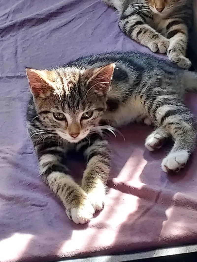 Scout