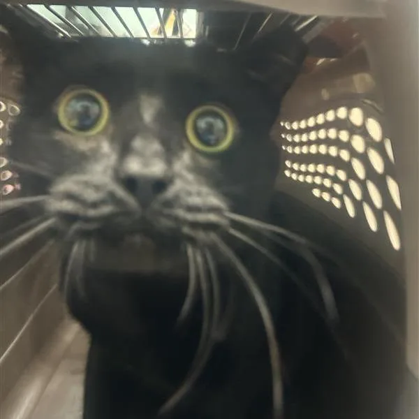 An adult extra large-sized male Black Domestic Short Hair cat named Luciper for adoption in Tacoma, WA