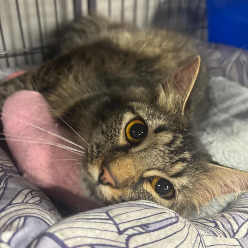 A young medium-sized female Brown / Chocolate Domestic Long Hair cat named Primadonna for adoption in Woodbury, NJ