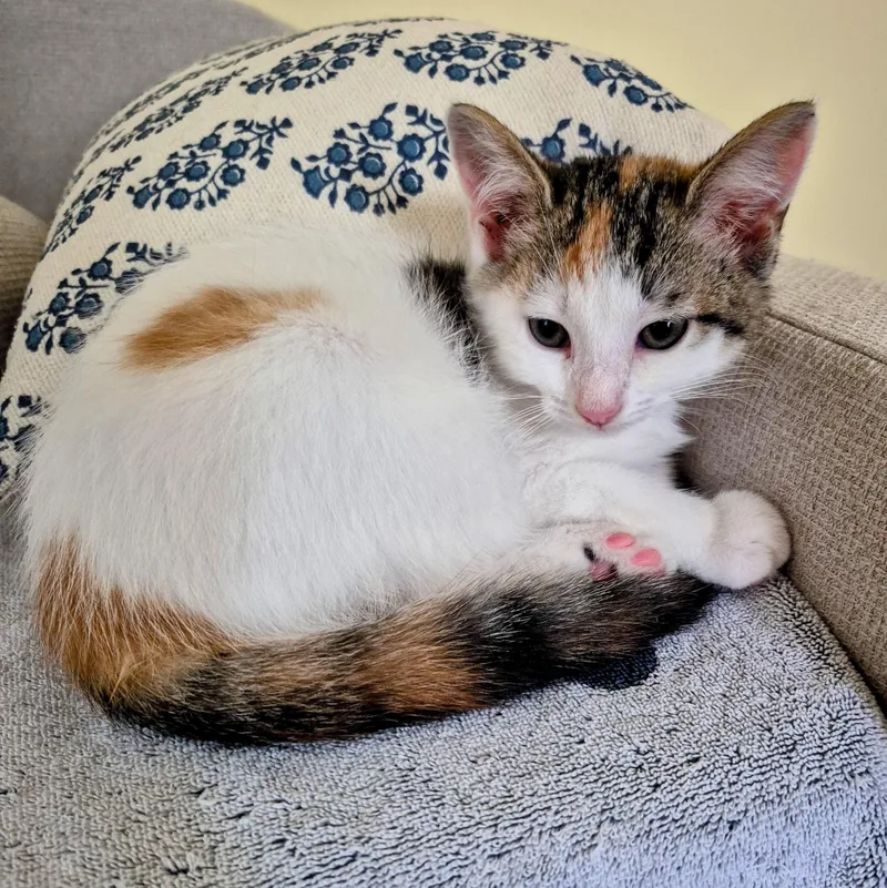 A baby small-sized female Calico Domestic Short Hair cat named Paint By Numbers for adoption in Richmond, VA