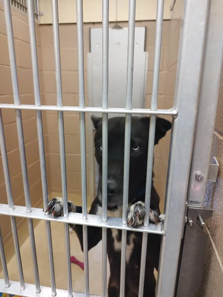 Stormie Icd thumbnail 2