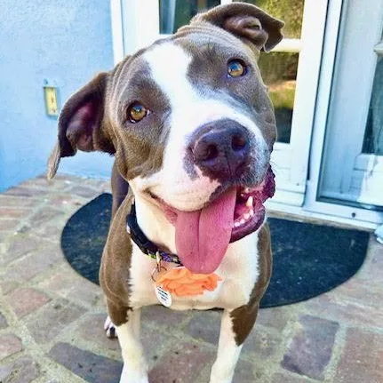 A young medium-sized female Gray / Blue / Silver Pit Bull Terrier dog named Lavender for adoption in Los Angeles, CA