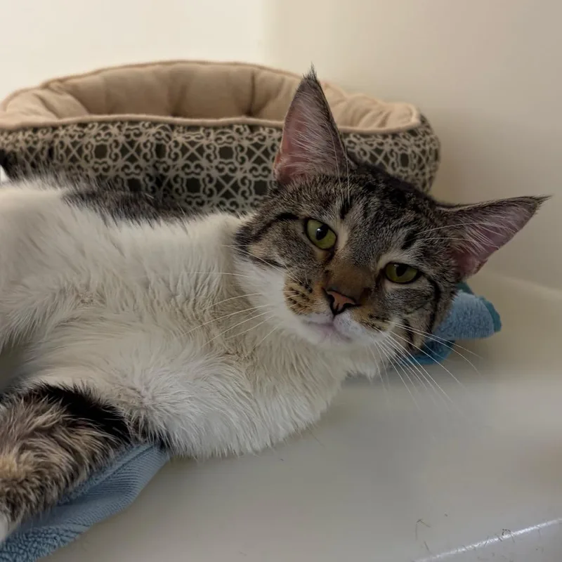 An adult medium-sized male Gray / Blue / Silver Domestic Short Hair cat named Cash for adoption in Harrisonburg, VA