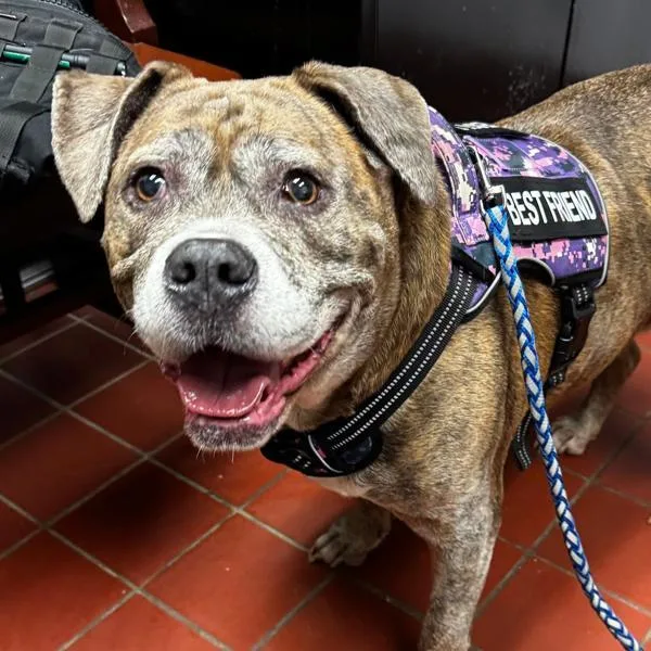 An adult large-sized female American Bully dog named Charm for adoption in Salisbury, MD