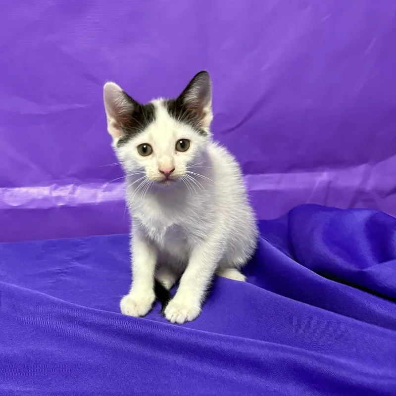 A baby small-sized male White Domestic Short Hair cat named Idle for adoption in North Myrtle Beach, SC