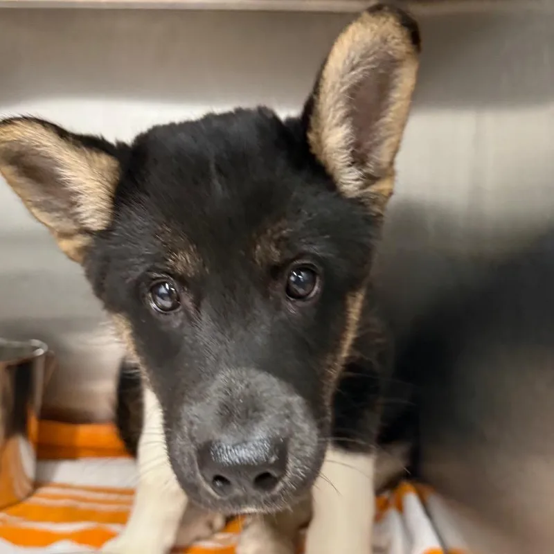 A baby small-sized male Black Shepherd dog named Knox for adoption in Abilene, TX
