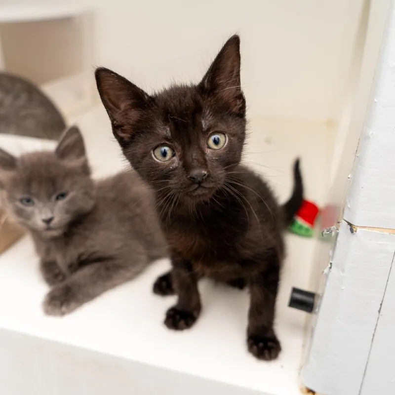 A baby small-sized female Black Domestic Short Hair cat named Lido for adoption in New York, NY