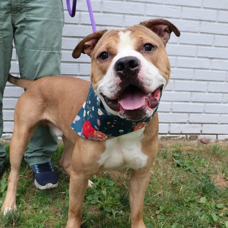 An adult large-sized male Pit Bull Terrier dog named Chase for adoption in Weimar, CA