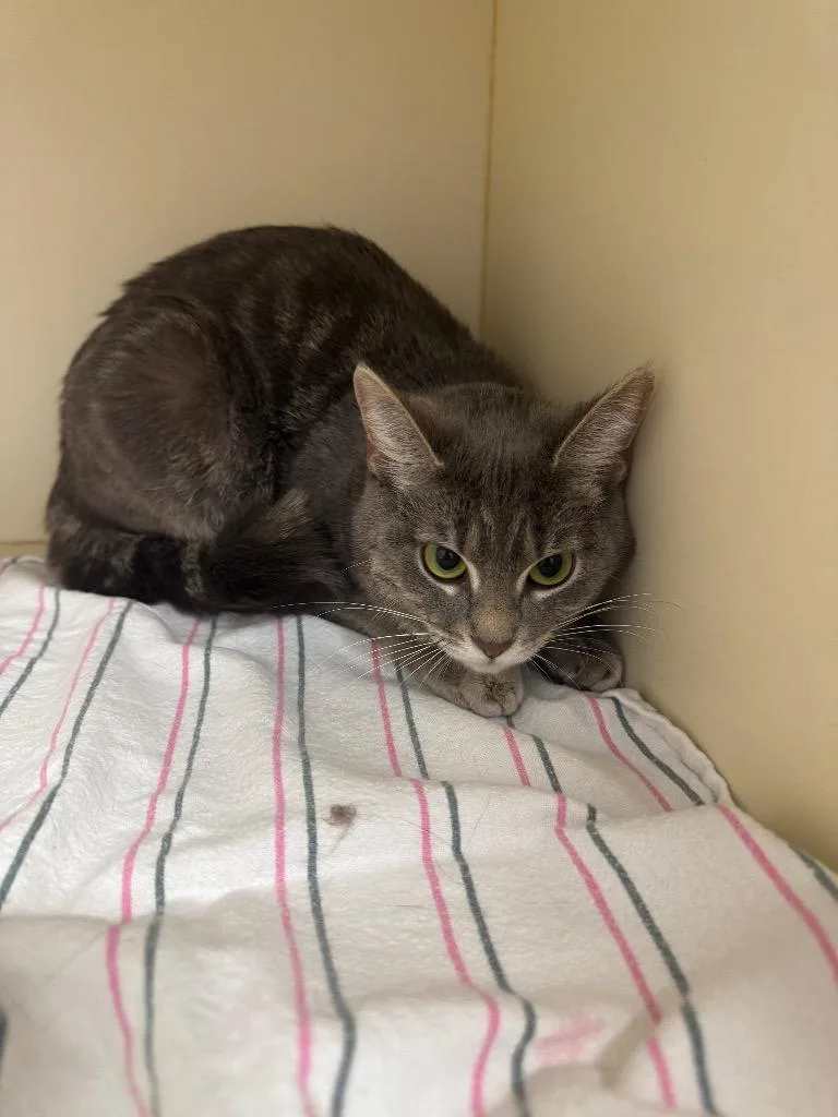 A young medium-sized female Domestic Short Hair cat named Zena for adoption in Bloomington, IN