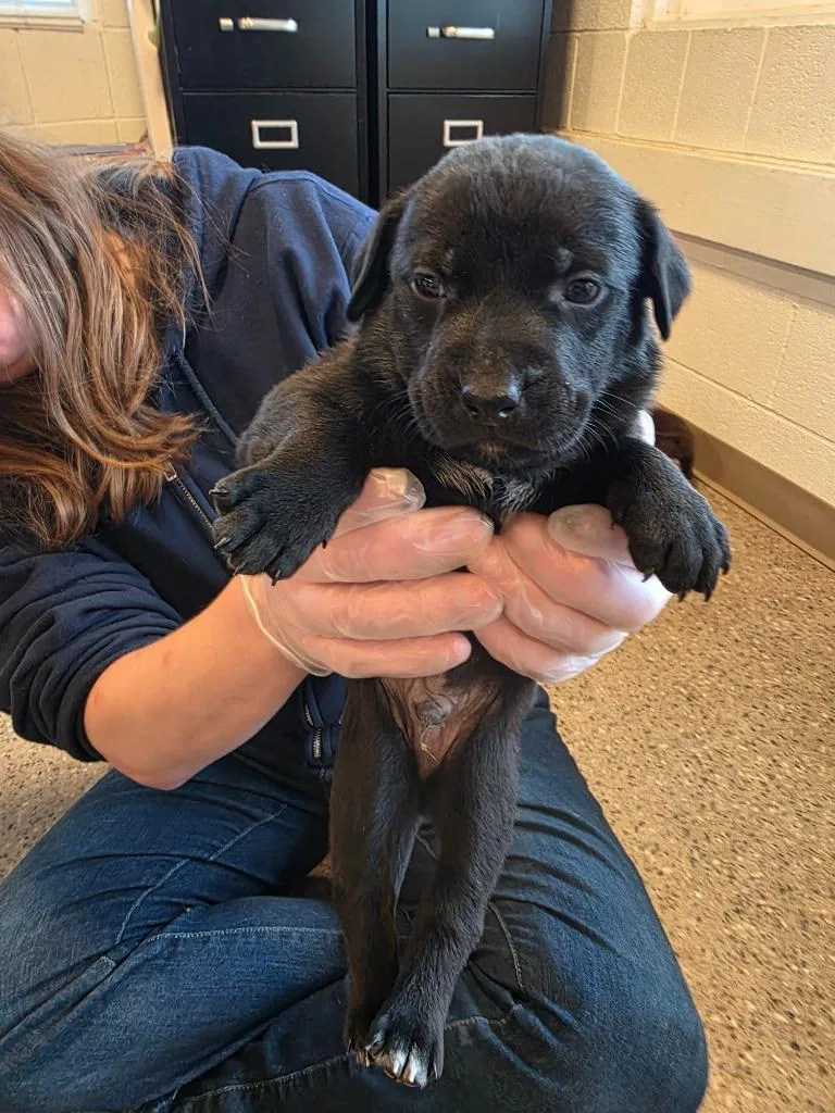 A baby medium-sized male Labrador Retriever dog named Flint for adoption in Gold Beach, OR