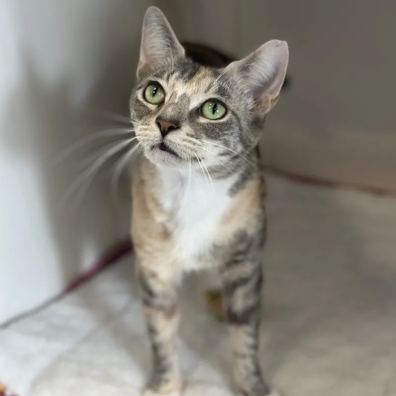 An adult medium-sized female Gray / Blue / Silver Domestic Short Hair cat named Tumblefern for adoption in Greensboro, NC