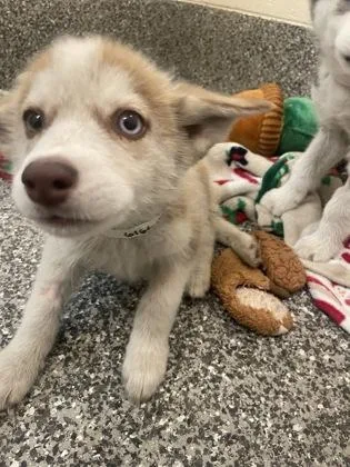 A baby small-sized female Siberian Husky dog named Pumpkin for adoption in Westland, MI