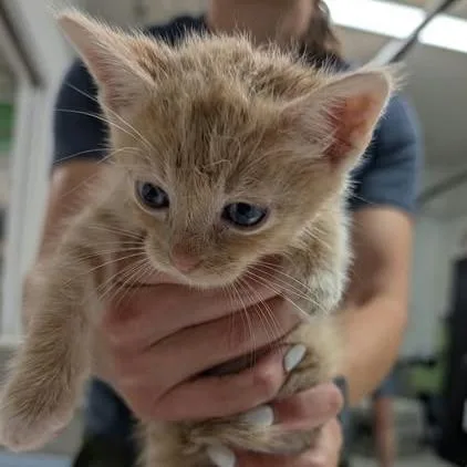 A baby small-sized male Buff / Tan / Fawn Domestic Short Hair cat named Blue Bonnet Breeze for adoption in Fredericksburg, VA