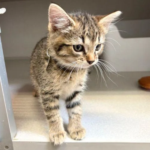 A baby small-sized female Domestic Medium Hair cat named Rush for adoption in Aurora, CO