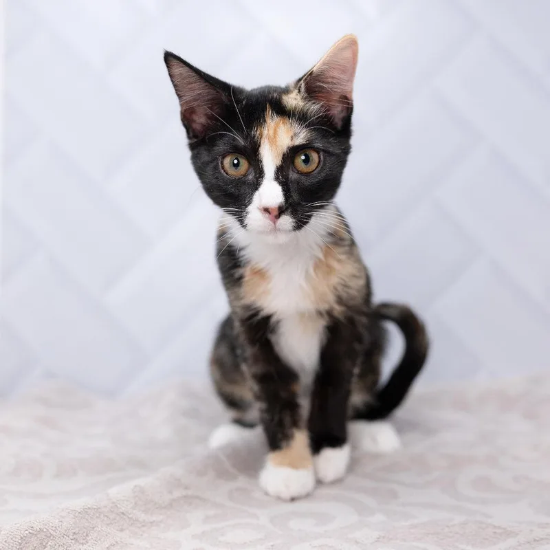 A baby small-sized female Calico Domestic Short Hair cat named Ling for adoption in Durham, NC
