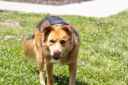 An adult medium-sized female Shepherd dog named Pup for adoption in Kansas City, MO
