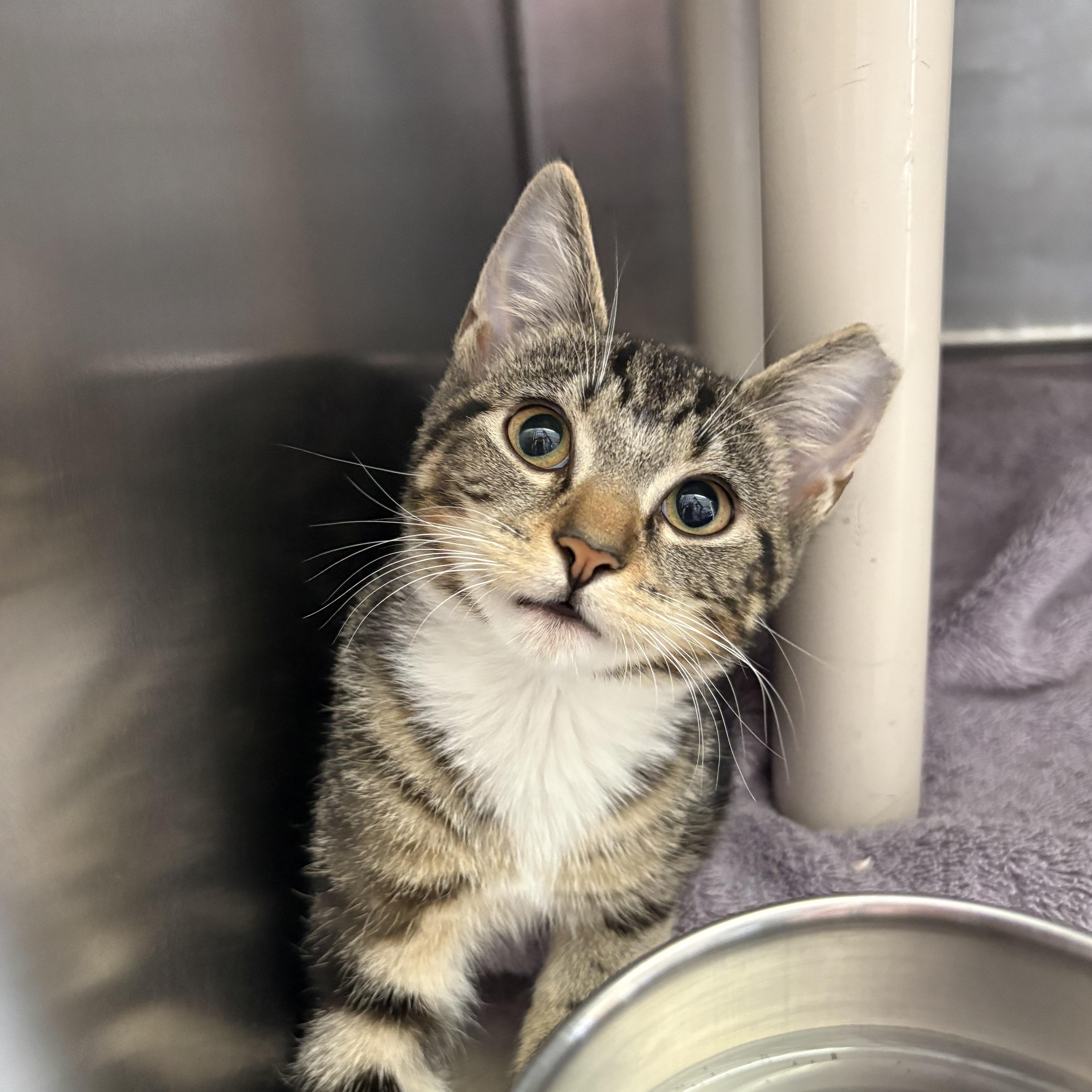 A baby medium-sized female Tabby (Tiger Striped) Domestic Short Hair cat named Scooter for adoption in Wantagh, NY