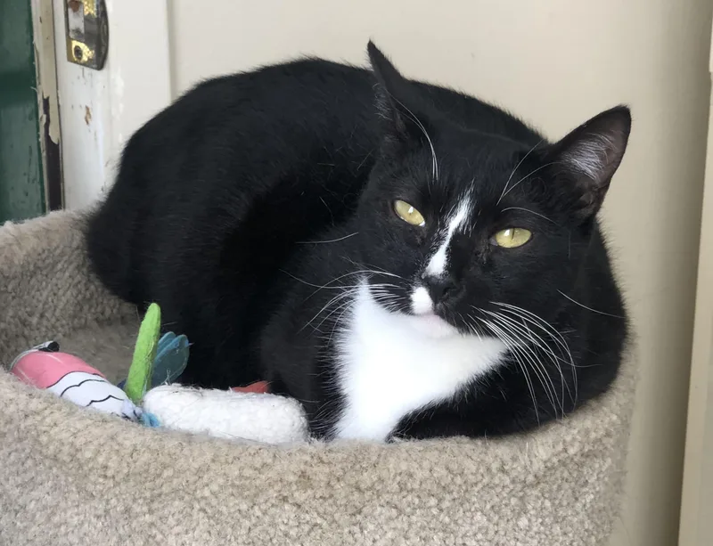 An adult medium-sized female Black & White / Tuxedo Tuxedo cat named Penelope for adoption in Lompoc, CA