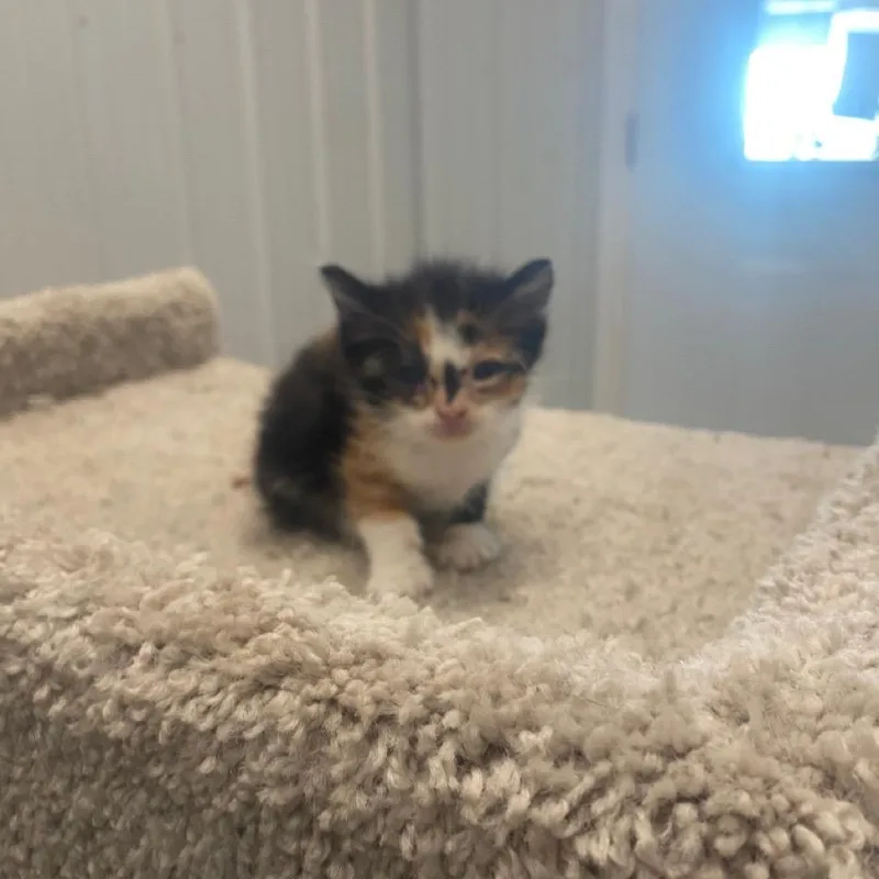 A baby small-sized female Calico Domestic Short Hair cat named Wanda for adoption in Brookfield, MO