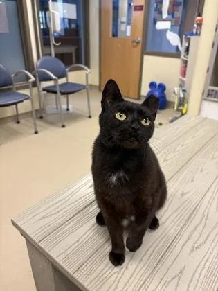 A senior large-sized female Domestic Short Hair cat named Juliet for adoption in Quakertown, PA