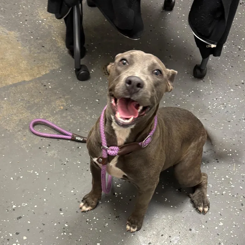 A young medium-sized female Gray / Blue / Silver Mixed Breed dog named Silver for adoption in Columbiana, AL