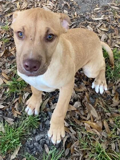 A baby medium-sized male Pit Bull Terrier dog named Sand Dollar for adoption in Conway, SC