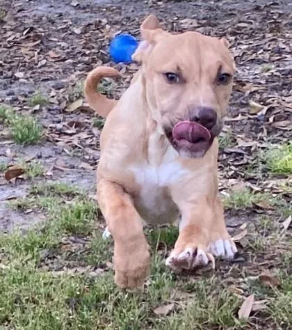 Sand Dollar thumbnail 2