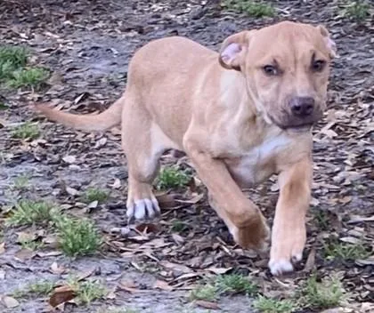 Sand Dollar thumbnail 3