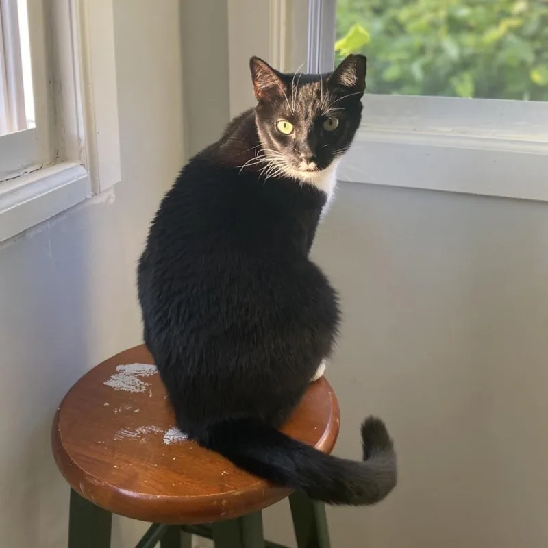A senior large-sized male Black Domestic Short Hair cat named Nickels for adoption in Philadelphia, PA