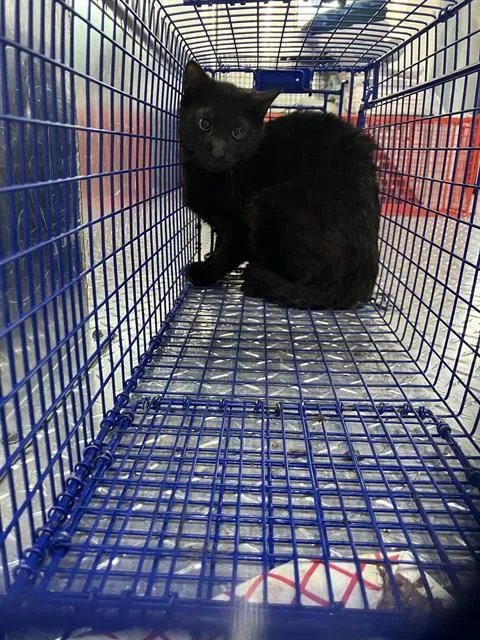 A young medium-sized male Domestic Short Hair cat named Rebel for adoption in Dallas, TX