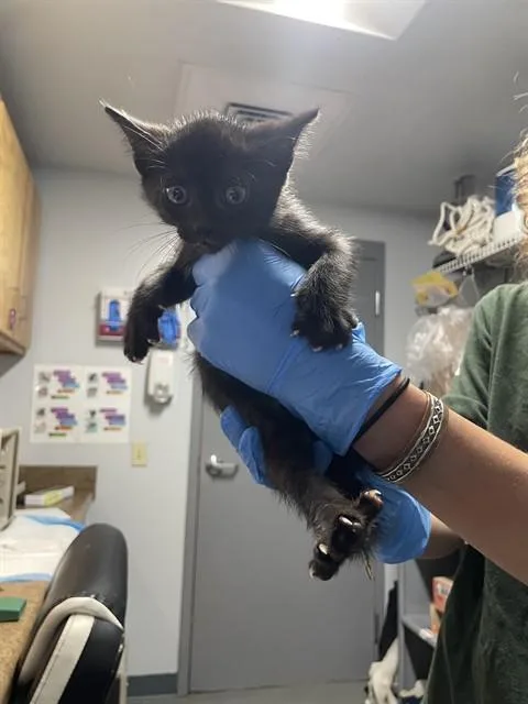 A baby small-sized male Domestic Medium Hair cat named Ghoul for adoption in Tallahassee, FL