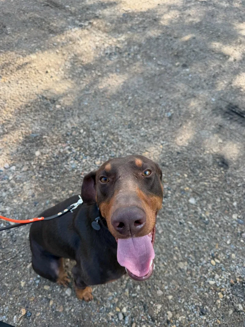 An adult large-sized male Doberman Pinscher dog named Atlas aka Doby for adoption in Buffalo, MN