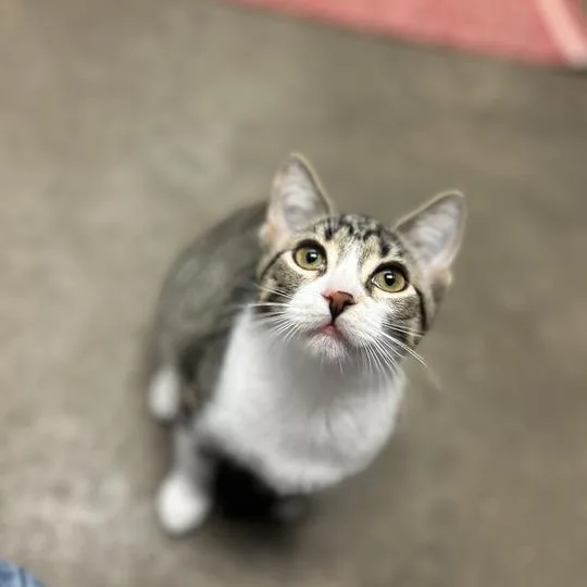 A baby small-sized female Brown / Chocolate Domestic Short Hair cat named Purrulent for adoption in Davenport, IA