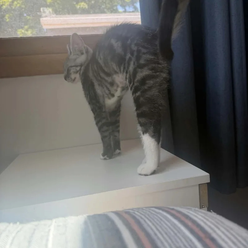 A baby small-sized male Tabby (Brown / Chocolate) Tabby cat named Cumin for adoption in Gladstone, OR