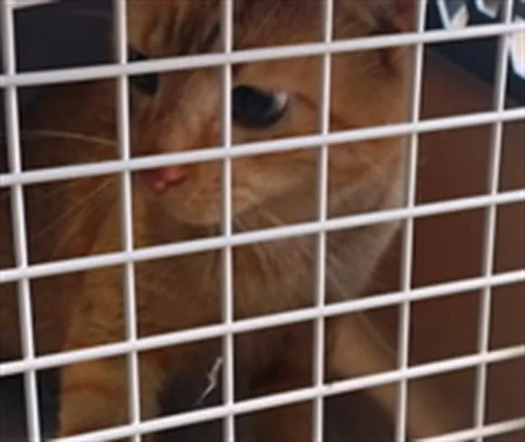 An adult medium-sized male Domestic Short Hair cat named Gentry for adoption in Huntsville, AL